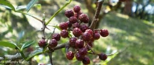 वेब तस्विर
