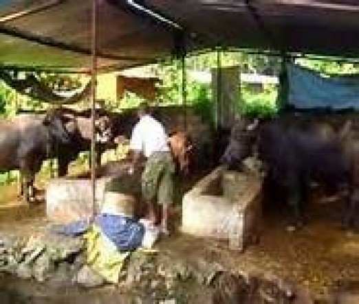 वेब तस्विर