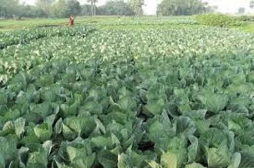 बारीमा कुहिँदै तरकारी