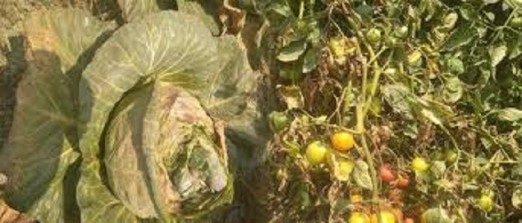 बारीमा कुहियो, बजारमा अभाव 