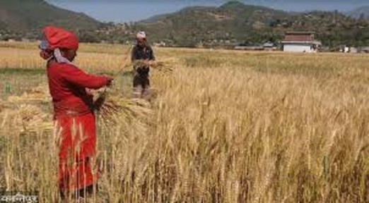 किसानलाई जौ र गहुँ टिप्न चटारो