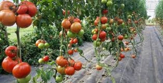टमाटर नबिकेपछि  भोक न निद्रा