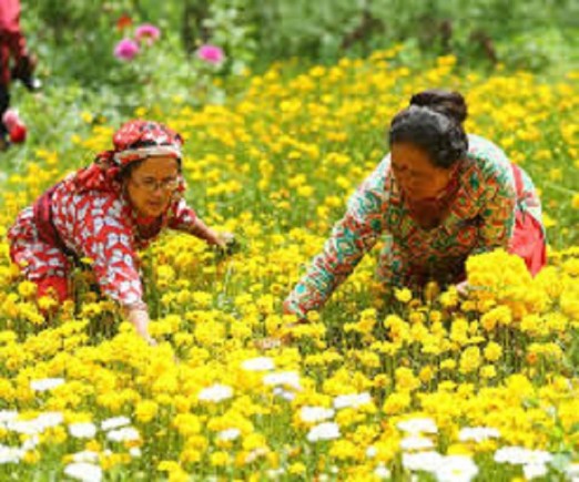 चहलपहल बढ्यो, फूलको व्यापार भएन