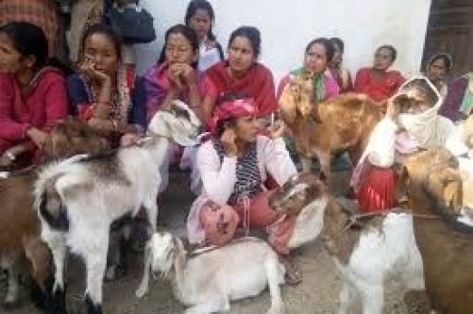 एकल महिलालाई बाख्रा वितरण