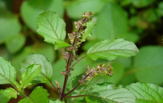 web image
