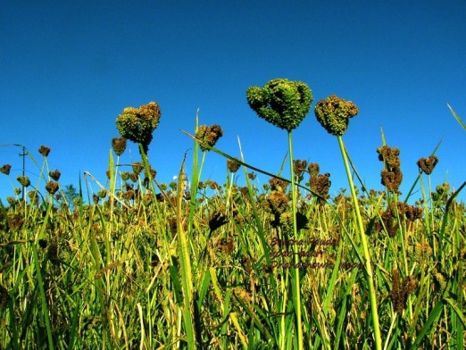 web image