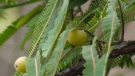 web image 