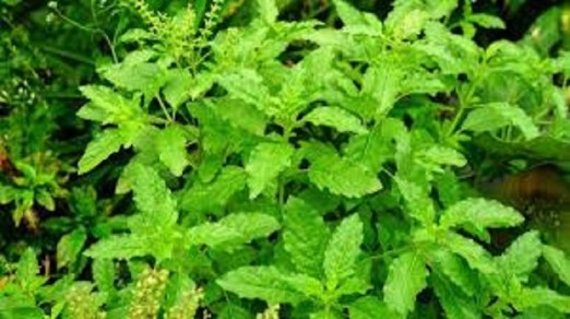 Tulsi leaves are a great medicine