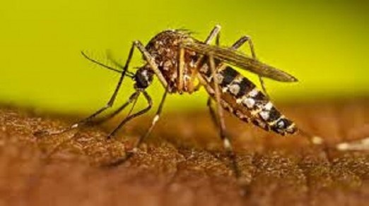 Dengue cases more than doubled in a year