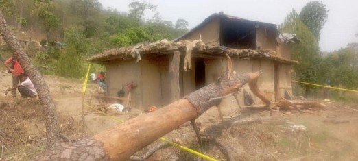 हुरीले घर नजिकैको सल्लाको रूख ढल्दा एक महिलाको गयो ज्यान