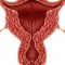 web image 