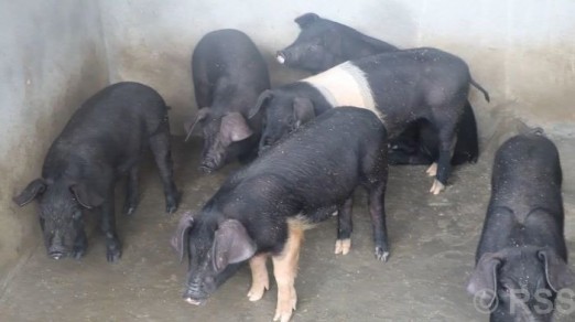 ५० प्रतिशत अनुदानले बढायो आकर्षण, पौवादुङमाका महिला व्यावसायिक बङ्गुरपालनतर्फ