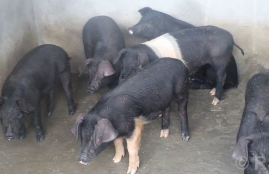 ५० प्रतिशत अनुदानले बढायो आकर्षण, पौवादुङमाका महिला व्यावसायिक बङ्गुरपालनतर्फ