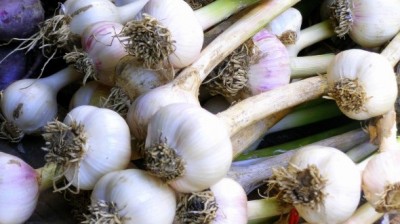 1474189544Garlic-Farming-590x330.jpg