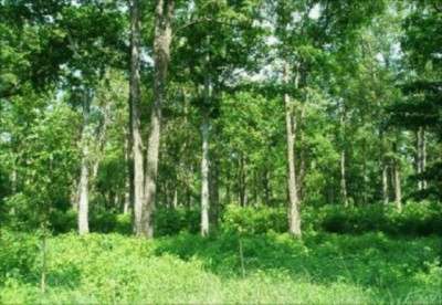 1531996177forest.jpg