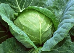 1532504082cabbage-banda.jpg