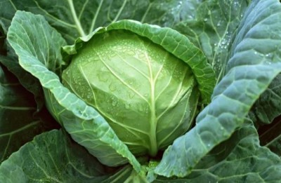 1532504082cabbage-banda.jpg