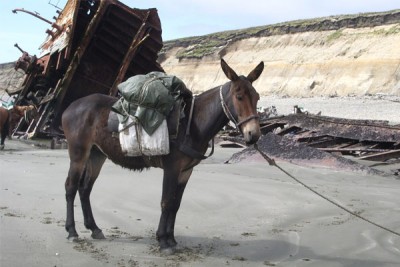 1532835524mule-loads.jpg