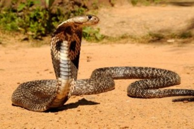1533637141cobra-snake-king-cobra-pictures-1.jpg
