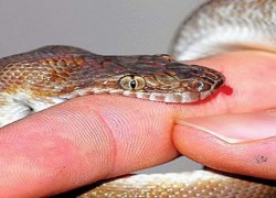 1535820765snakebitePAH3b1YrhP-780x405.jpg