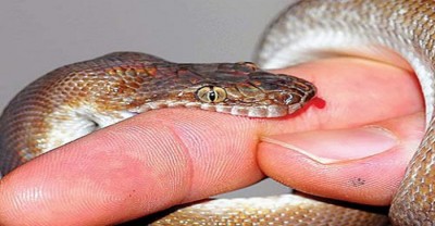 1535820765snakebitePAH3b1YrhP-780x405.jpg