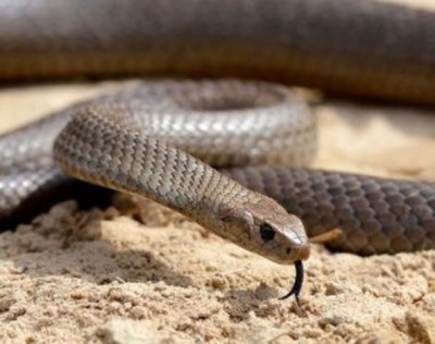1535957955snake-gattey.jpg