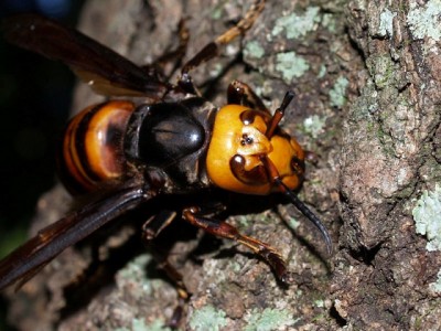1536038432Vespamandarinia06.jpg