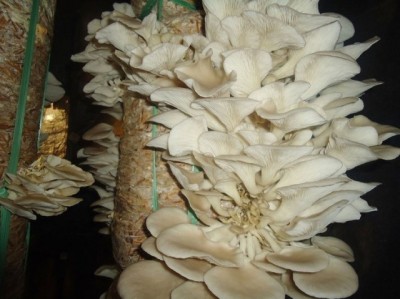 1536051004chyaumasarum.jpg