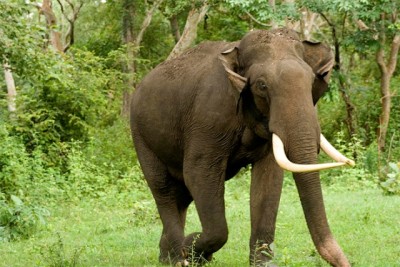 1537167024elephant-58523aa23bc2e9.41281354.jpg