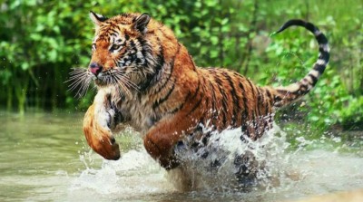 1545813063Tiger-120180806090431-1024x572.jpg