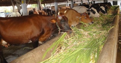 1547788126cow-.jpg