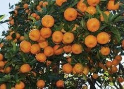 1548235596orange.jpg