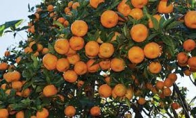 1548235596orange.jpg