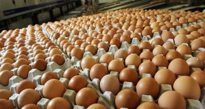 1548240347Egg-1024x545.jpg