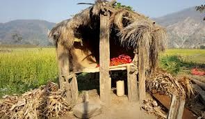 वेब तस्विर