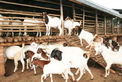 1550996970goat.jpg