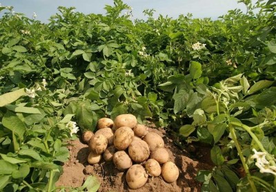 1579180029Potato.jpg