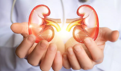 1617091856kidney.png