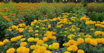 1666008180flowers.JPG