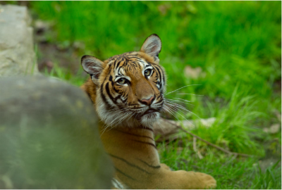 1666354914tiger.png
