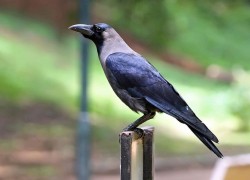 1666503368crow.jpg