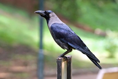 1666503368crow.jpg