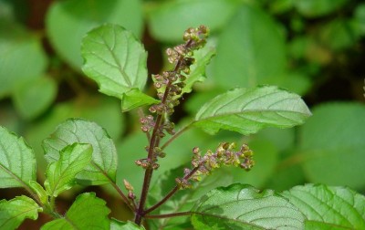 1672275330tulasi.jpg