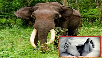 1676964364elephant-killd.jpeg