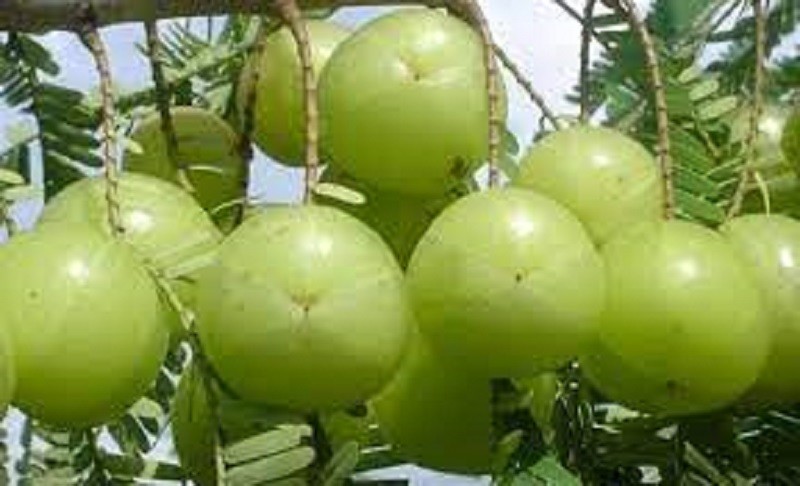web image