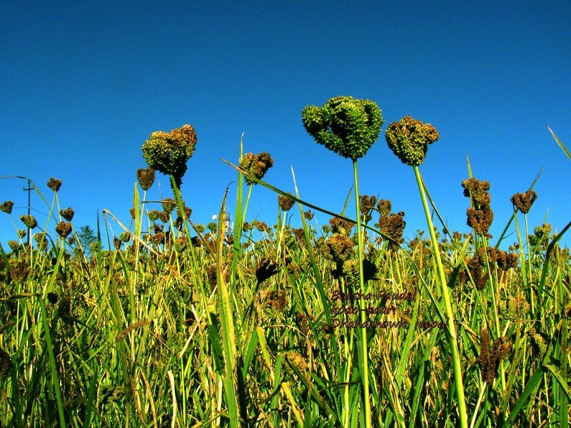web image