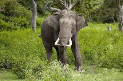 1735624846ElephasmaximusBandipur.jpg
