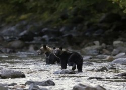 17452244841740128203Japan-allow-kill-bear-1200x560.jpg