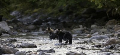 17452244841740128203Japan-allow-kill-bear-1200x560.jpg