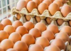 1745741619egg-1735552102.jpg
